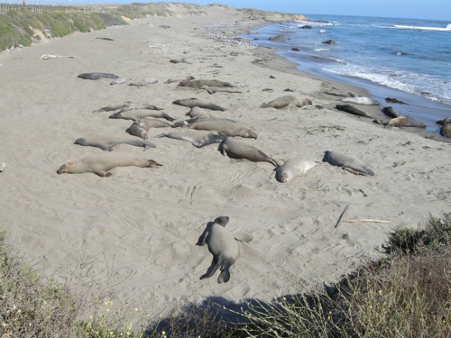 elephant seals elephant seals