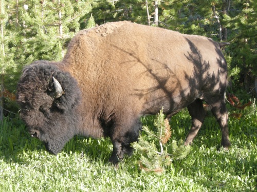 bison bison