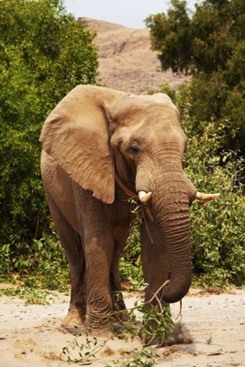 elephant eating branch with leaves