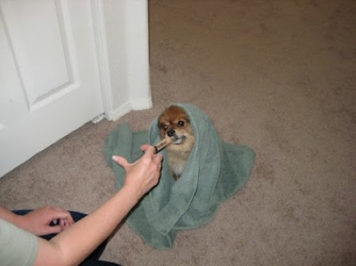 pomeranian dog covered in a towel being fed from a syringe