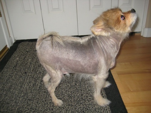 will Shaved fur back pomeranian grow