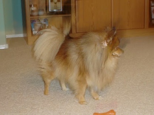 pomeranian dog with coarse hair