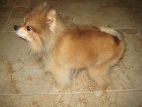 pomeranian growing hair back