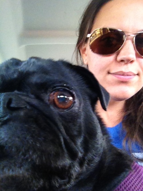 Quaid, a black pug, sitting on Lindsay's lap