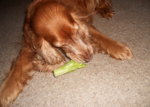 dog chewing on broccoli stalk