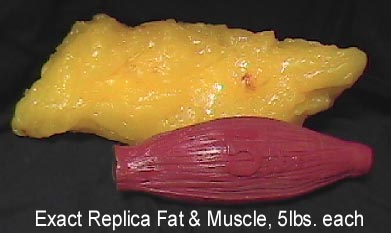 http://photos.happyherbivore.com/2013/06/fat-v-muscle.jpg