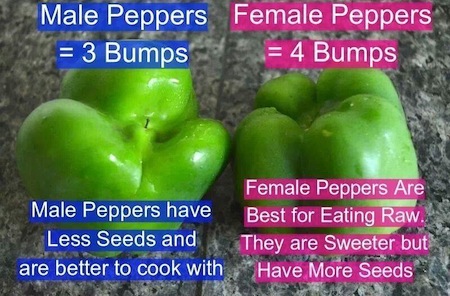 Fascinating Green Peppers Male Vs Female Gallery 2